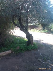 charika BY B13BILLEL