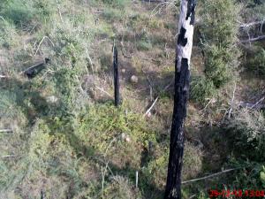 Les feux de forêt qui tue les arbres !!!