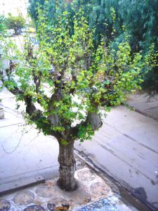 Platane commun ,Rue Sidhoum Slimene