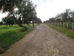 OLIVIERS - AZZEMOUR - OUED - ASSIF -RAFFOUR - BOUIRA