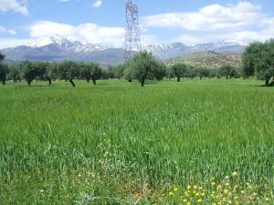 RAFFOUR - PRINTEMPS.