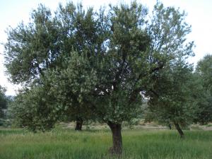 OLIVIE - AZZEMOUR - RAFFOUR - BOUIRA