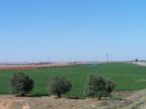 champ pomme de terre