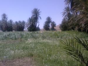 واحة موغل 2009