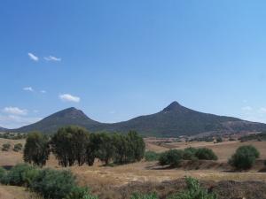 Chameau a Deux Bosses