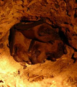 Planète - 500 chauves-souris s'échappent d'un platane abattu à Strasbourg