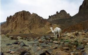 Camel, on the way to the Assekrem