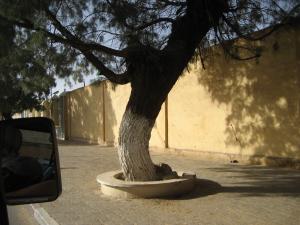 Les arbres vénérables de Tam