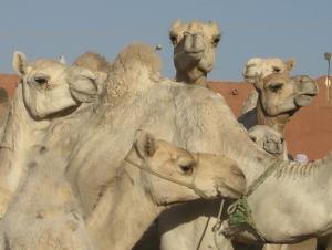 0352 Tamanrasset Afrikaanse markt