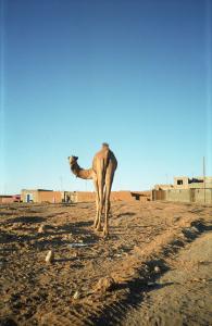 Camel Menthol (janvier 1991 En périphérie de Tamanrasset, Algérie)