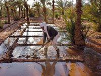 Algérie - Sécurité alimentaire:  L’apport des wilayas du Sud souhaité