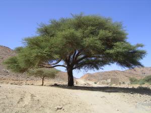 Admirez cet acacia, un arbre toujours verdoyant dans le désert, à préserver absolument!