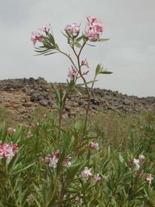 Oasis in Hoggar Desert 2