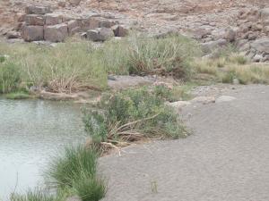 Oasis in Hoggar Desert 1
