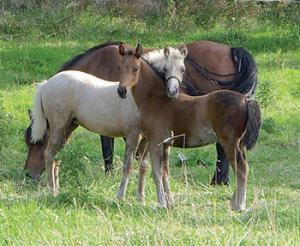 Tiaret - Jumenterie Chaoua:  Au paradis des chevaux