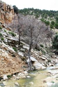 source d'eau de Youkous -'El Hammamet ? Tébessa - Algérie