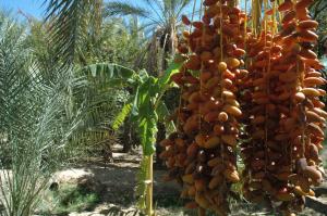 oasis de Negrine4 ????? ?? ???? ?????