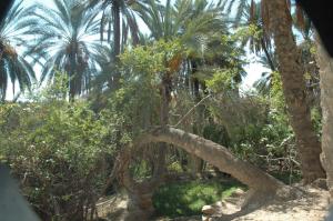 le palmier courbé,oasis de NEGRINE