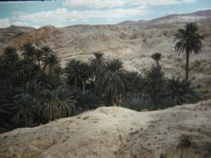 Algérie L'Oasis de Négrine en 1962