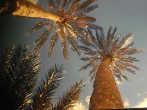 Dattiers géant de l'Oasis de Négrine