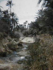 Algérie L'Oasis de Négrine en 1962