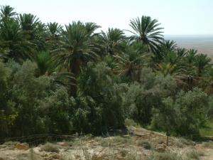 Oasis de Louchika Negrine