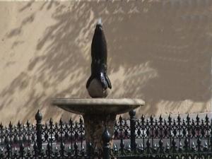 Le Phoque de Tlemcen