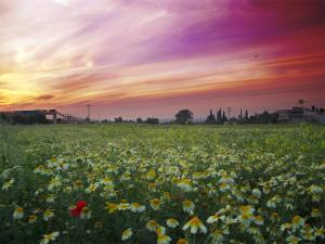 Hennaya-mestakbel champ de marguerites.