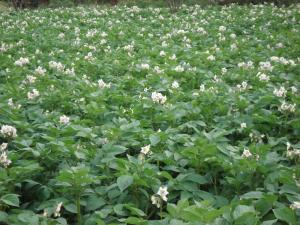 champs de pommes de terre