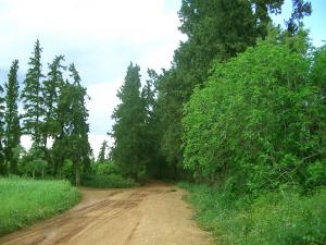 Hennaya petite ruelle qui mène vers mrazga