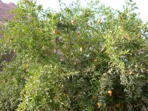 khemis beni snous (mefiteh abdelatif)