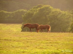 Des chevaux devant le Scorff