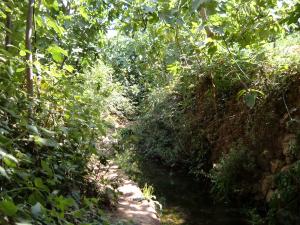 khemis beni snous (mefiteh abdelatif)