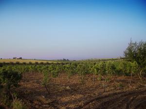 hennaya près de sekek