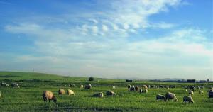 رعاية الغنم و حراستها بحقول عين الاربعاء 2013