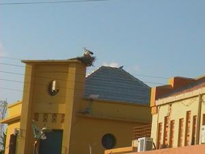 Les Cigognes de Sabra Ex  Turenne, Algeria