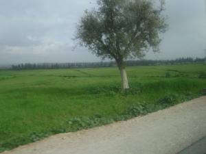 Verdure sous un ciel nuageux