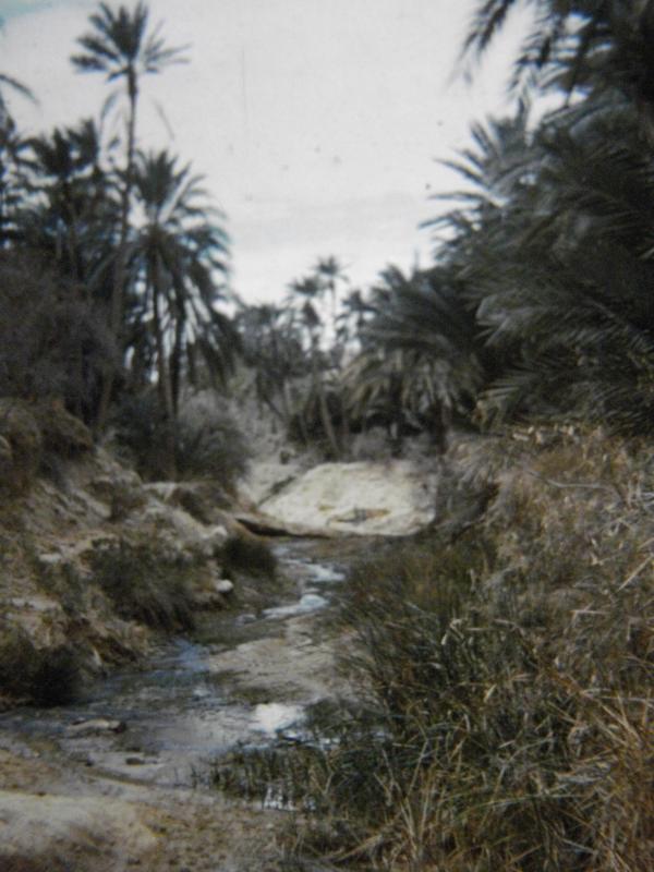 Algérie L'Oasis de Négrine en 1962