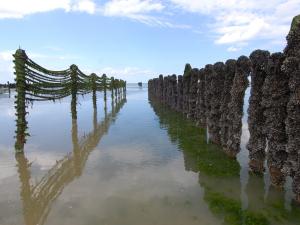 BOU ISMAIL -   Ouverture d’un Centre national de recherche et de développement de l’élevage conchylicole
