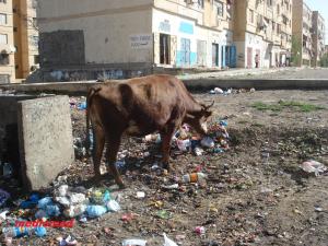 Cité El Djamiââ - Tiaret