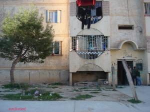 TIARET - l'Arbre du E