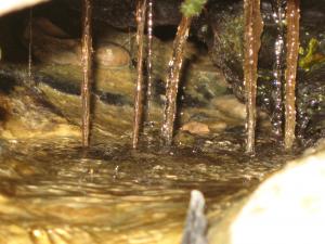 Sebain (a close look)