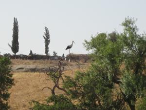 Summer walk to sidi rabeh