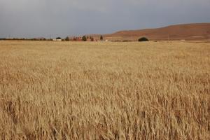 Barley Field