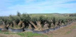 Jijel - Distribution de 236.800 plants d’oliviers