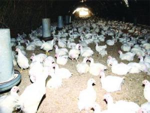 Constantine - Des éleveurs «au noir» cassent les prix du poulet