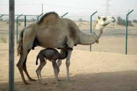 NAÂMA  -   Un programme pour la protection du camelin