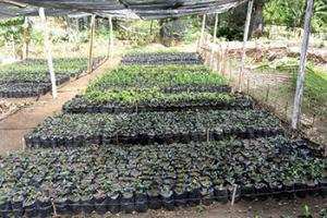 Tlemcen  -  Environnement:  La recherche au service du reboisement  Chêne liège