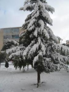 Sétif sous la neige, février 2013