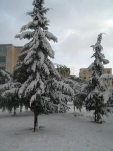 Sétif sous la neige, février 2013